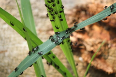 Homotrigona apicalis