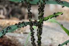 Homotrigona apicalis