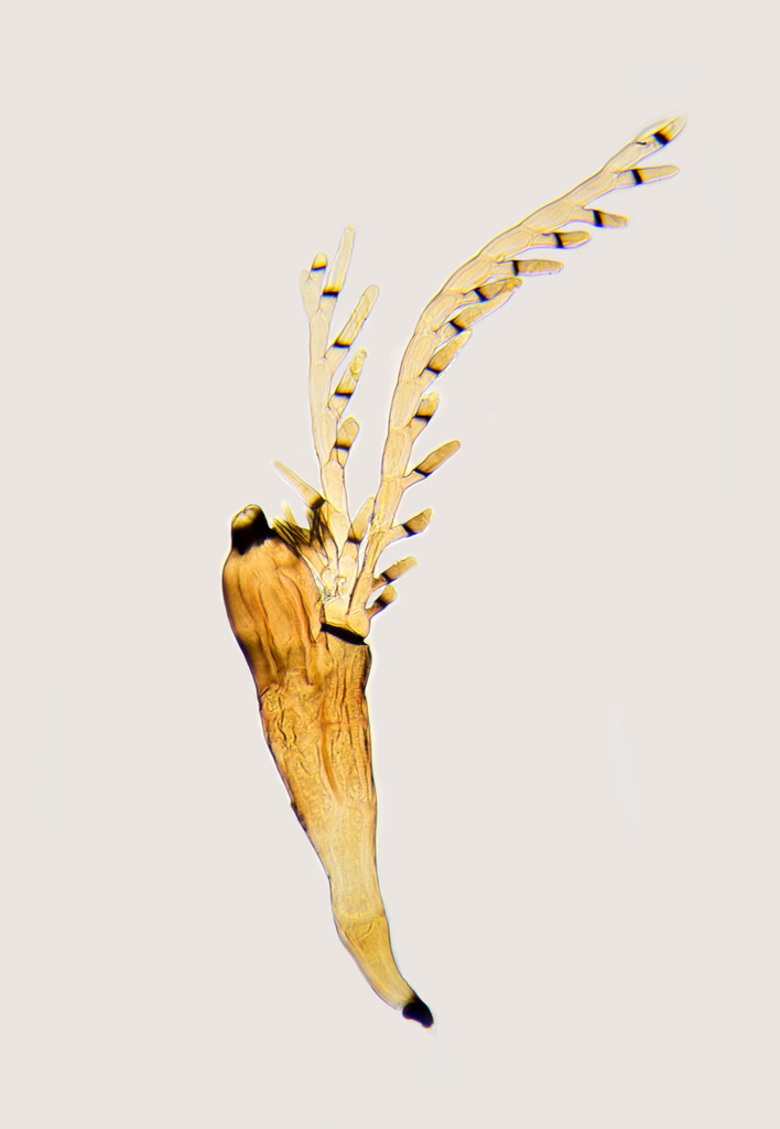 Laboulbenia pheropsophi