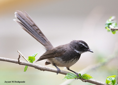 Rhipidura albogularis