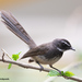 Spot-breasted Fantail - Photo (c) Jayant M Deshpande, some rights reserved (CC BY-NC), uploaded by Jayant M Deshpande