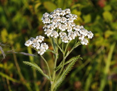 Achillea alpina camtschatica
