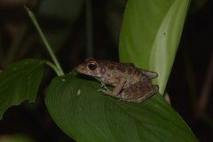 Pulchrana baramica