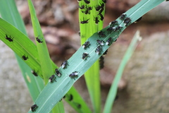 Homotrigona apicalis