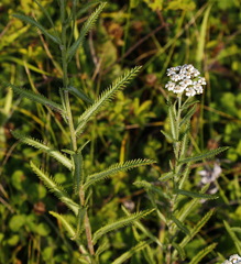 Achillea alpina camtschatica