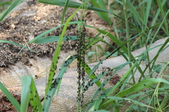 Homotrigona apicalis