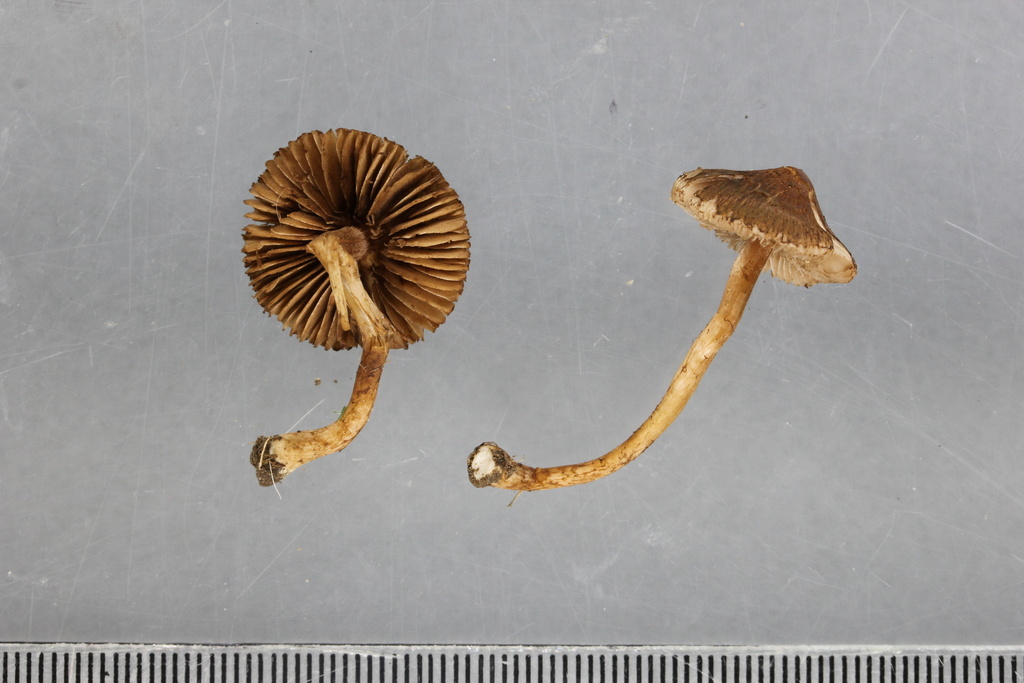 Inocybe gaiana