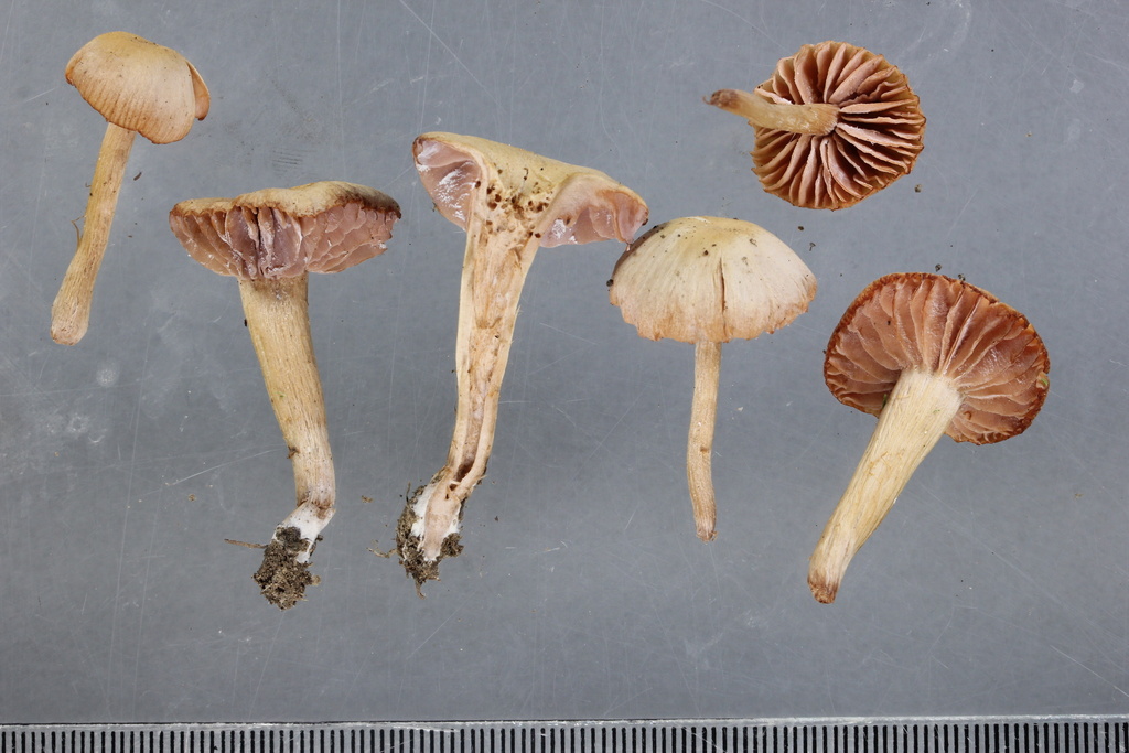 Laccaria affinis · April 2025 · photo: © ella_m_sangster (iNaturalist, cc-by)