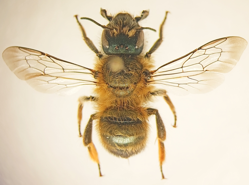 Osmia apicata