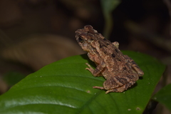 Ingerophrynus divergens