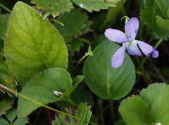 Viola sacchalinensis