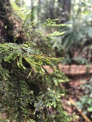 Braithwaitea sulcata