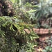 Giant Fern-Moss - Photo (c) srhhrvy, some rights reserved (CC BY-NC)