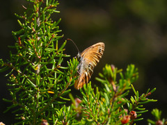 Coenonympha corinna