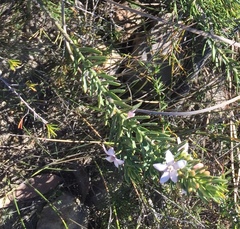 Philotheca queenslandica