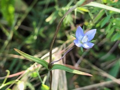 Lomatogonium rotatum