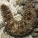 豹斑海參 - Photo (c) 2007 Moorea Biocode，保留部份權利CC BY-NC-SA