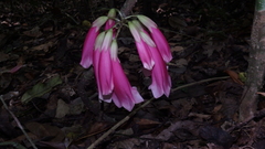 Tecomanthe dendrophila
