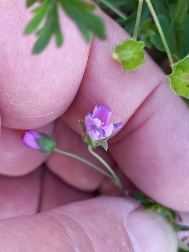 Image of Geranium retrorsum by (c) Colin Meurk, some rights reserved (CC BY)