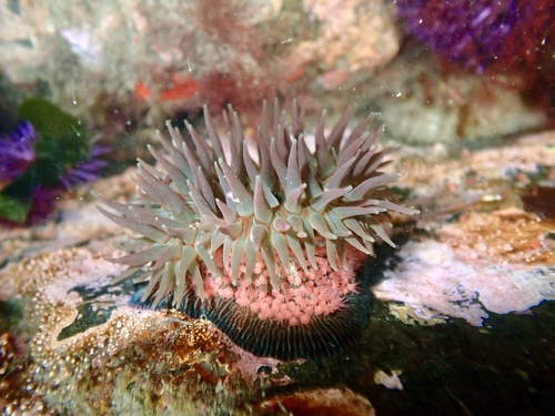 Epiactis lisbethae Fautin & Chia, 1986