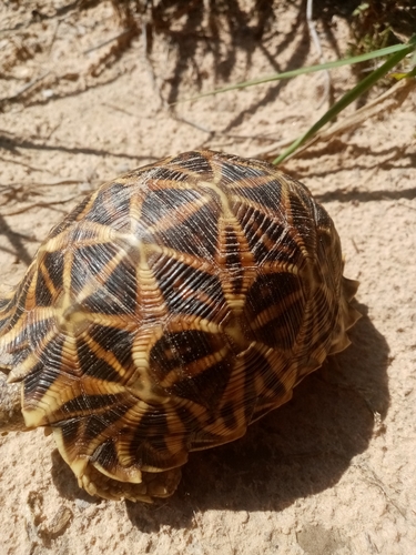 Serrated Tortoise