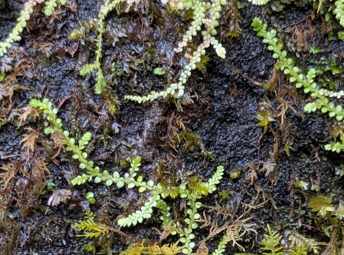 Selaginella rotundifolia, photograph 3