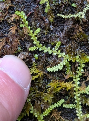 Selaginella rotundifolia, photograph 4