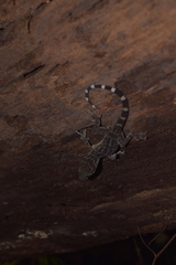 Cyrtodactylus consobrinus