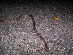 Trimorphodon biscutatus