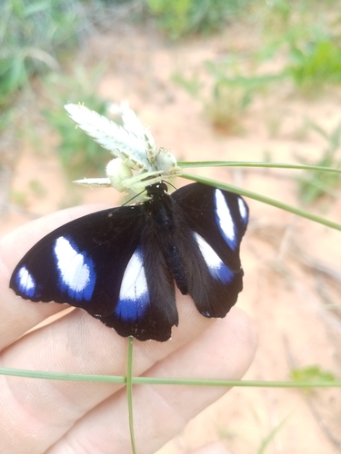 Danaid Eggfly