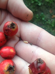 Rhagoletis pomonella