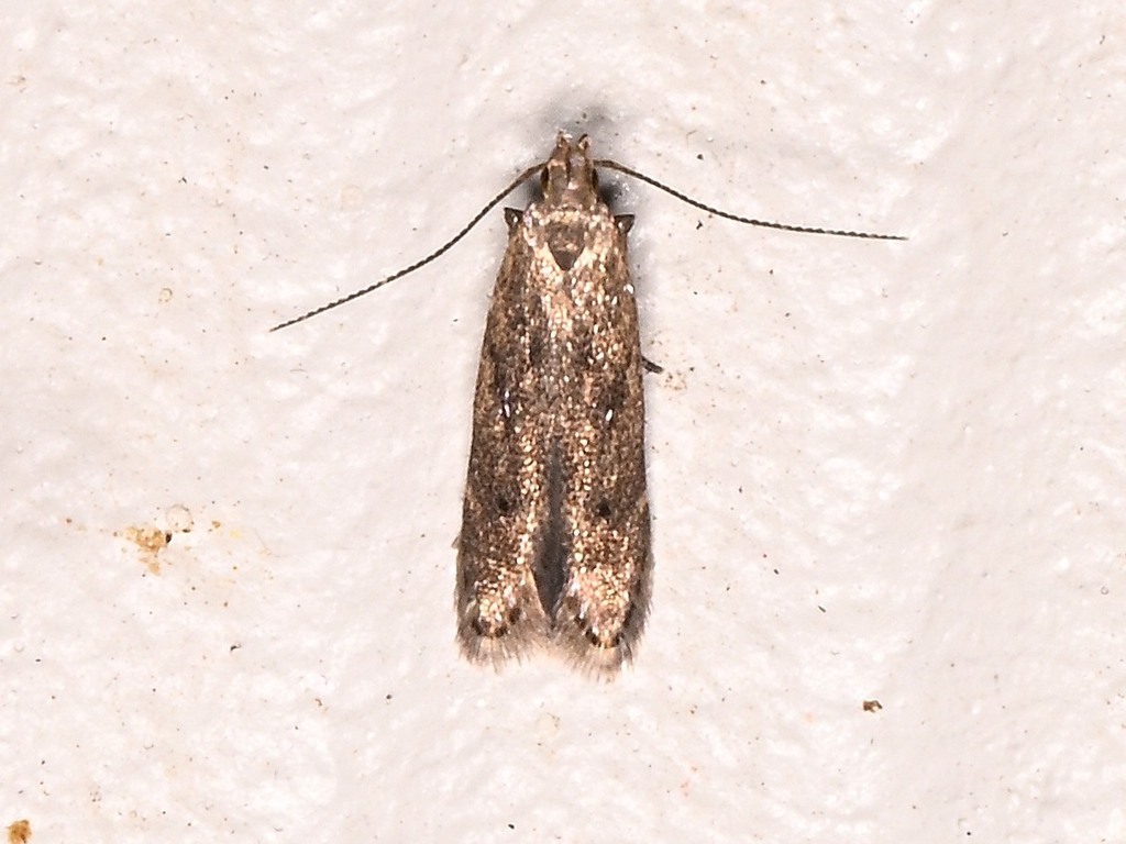 Untomia untomiella