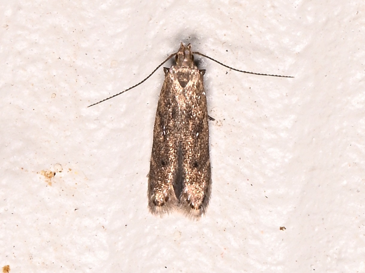Untomia untomiella · iNaturalist