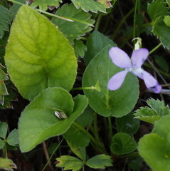 Viola sacchalinensis