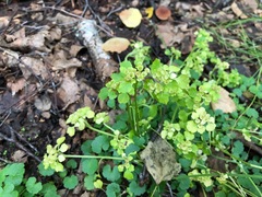 Chrysosplenium tetrandrum