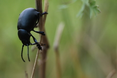 Timarcha tenebricosa