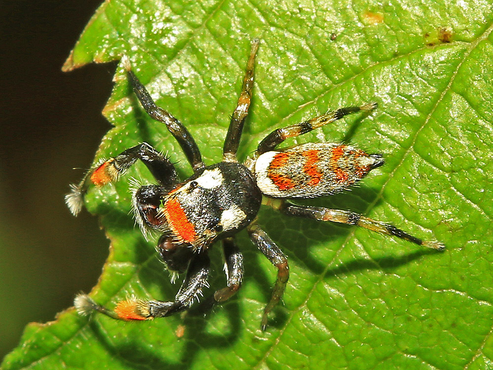 Marpissa pulla