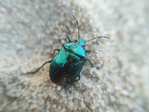 Blue Shield Bug, Ede, Nederland, photo 8 of 10
