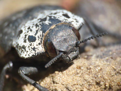 Capnodis tenebrionis