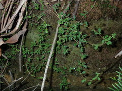 Xanthosia tridentata