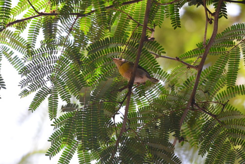 Yellow-breasted Apalis