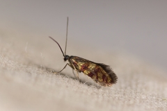 Micropterix tunbergella