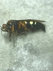 Sphecius speciosus