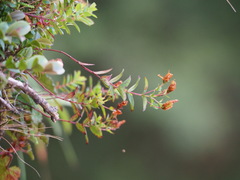 Hypericum nagasawae