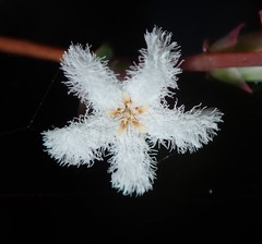Leucopogon amplexicaulis