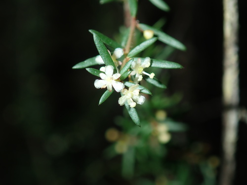 Micrantheum ericoides (Micrantheum ericoides)