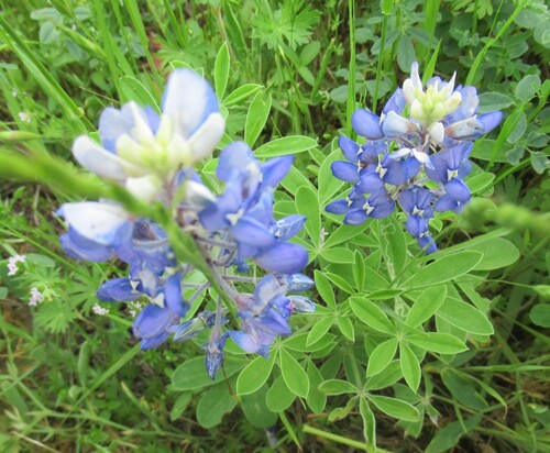 Lupinus texensis
