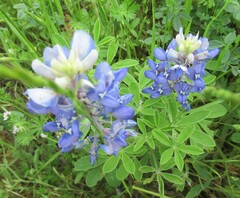 Lupinus texensis