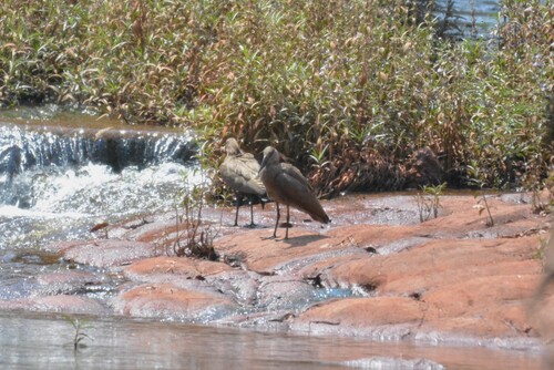Hamerkop