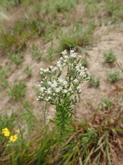 Eupatorium hyssopifolium